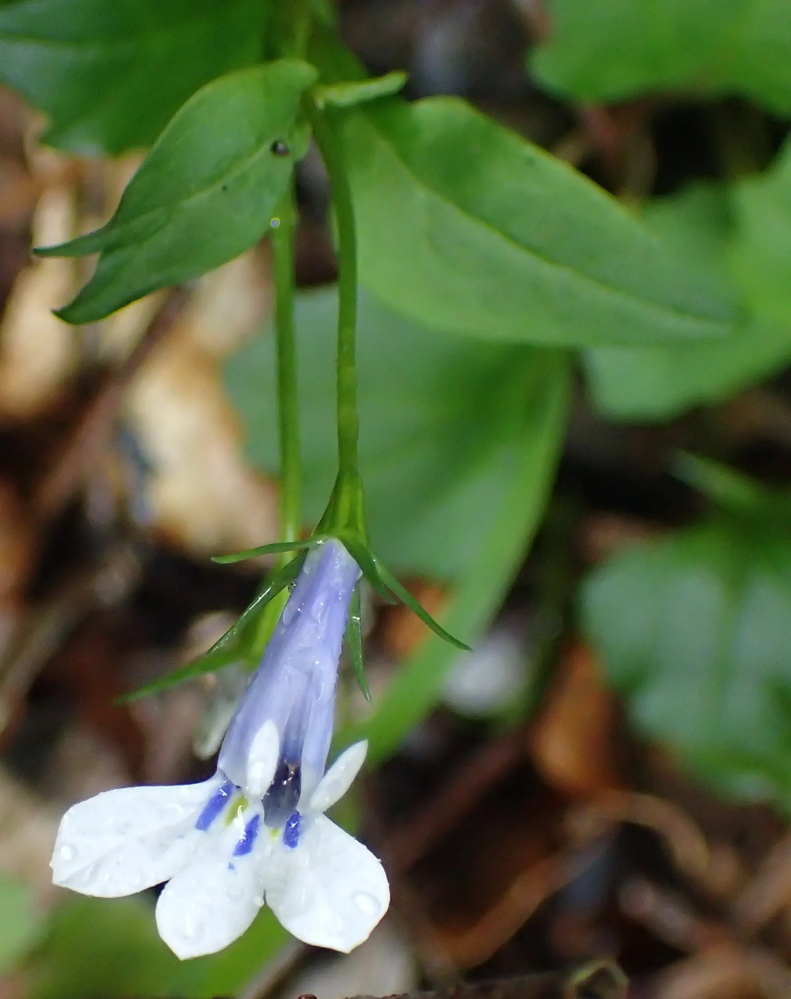 Lobelia (Lobelia Erinus) — periodic deadheading is recommended to encourage repeated flowering.<br><br>Hardy in USDA Zones 10 to 11; noted for its, image 186