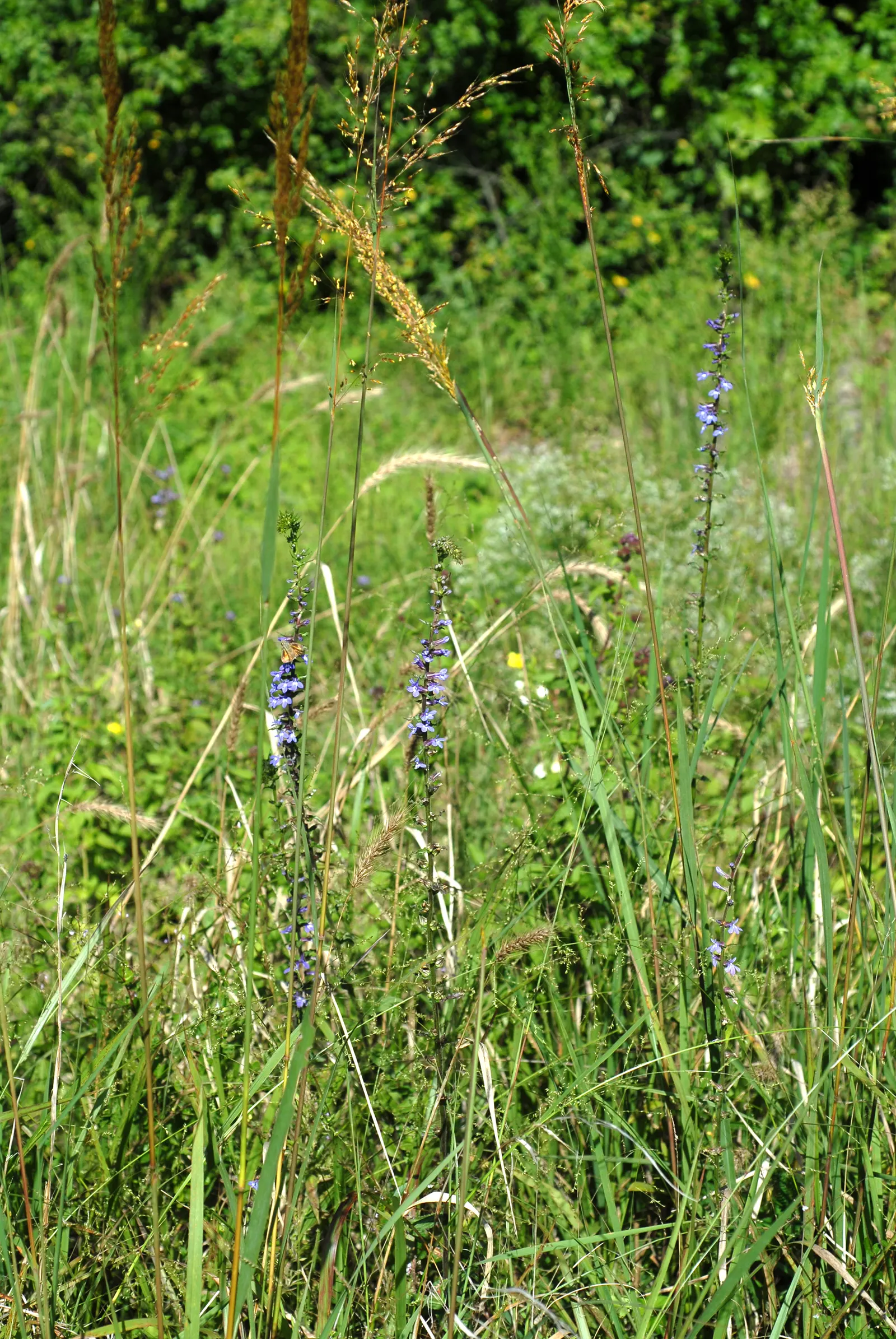 Lobelia (Lobelia Erinus) — In areas with severe winters, they are grown as annuals; in hotter climates, it benefits from afternoon shade to prevent, image 92