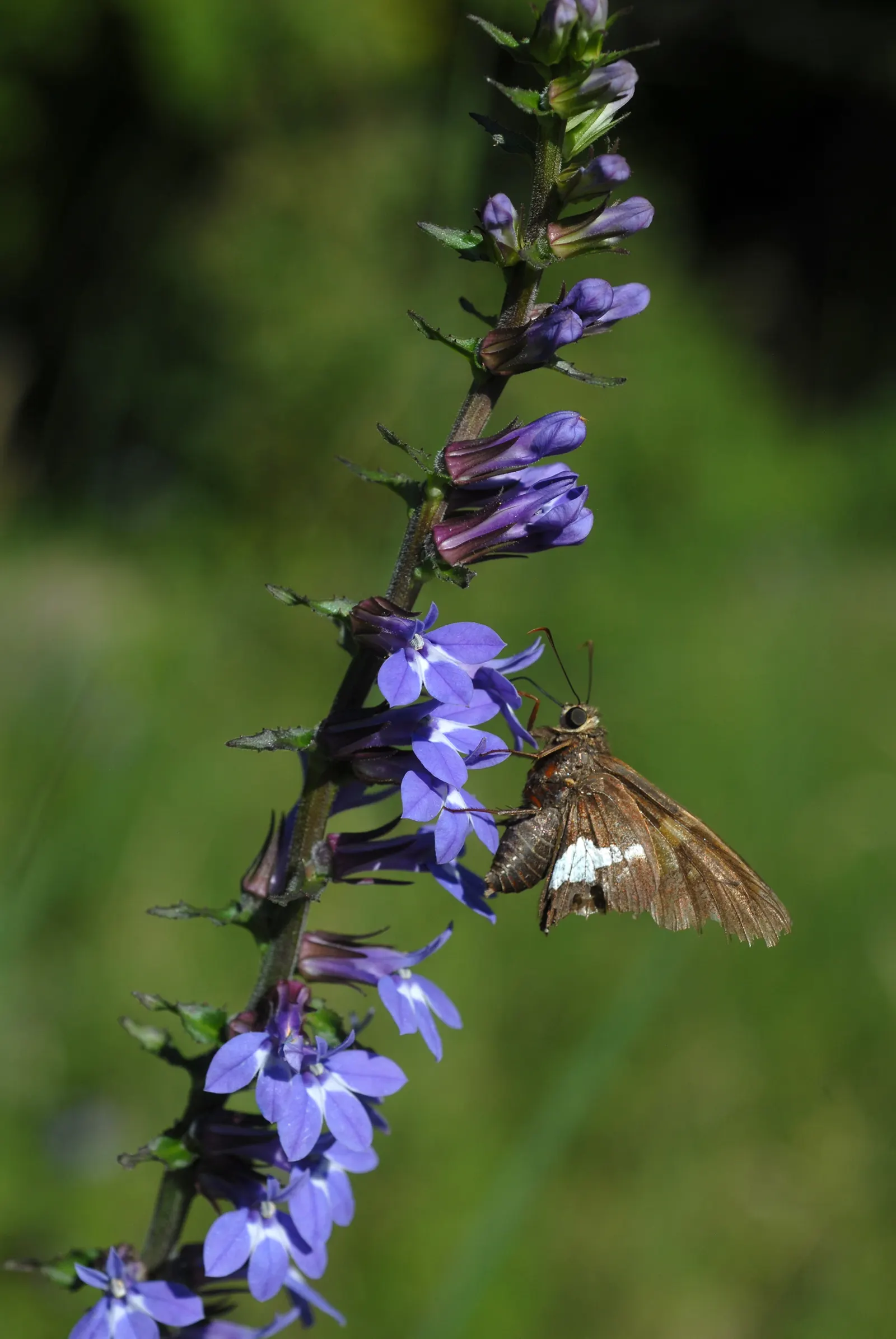 Lobelia (Lobelia Erinus) — is a compact annual or perennial plant that adds a striking splash of color to any landscape design; creating a cascading, image 105