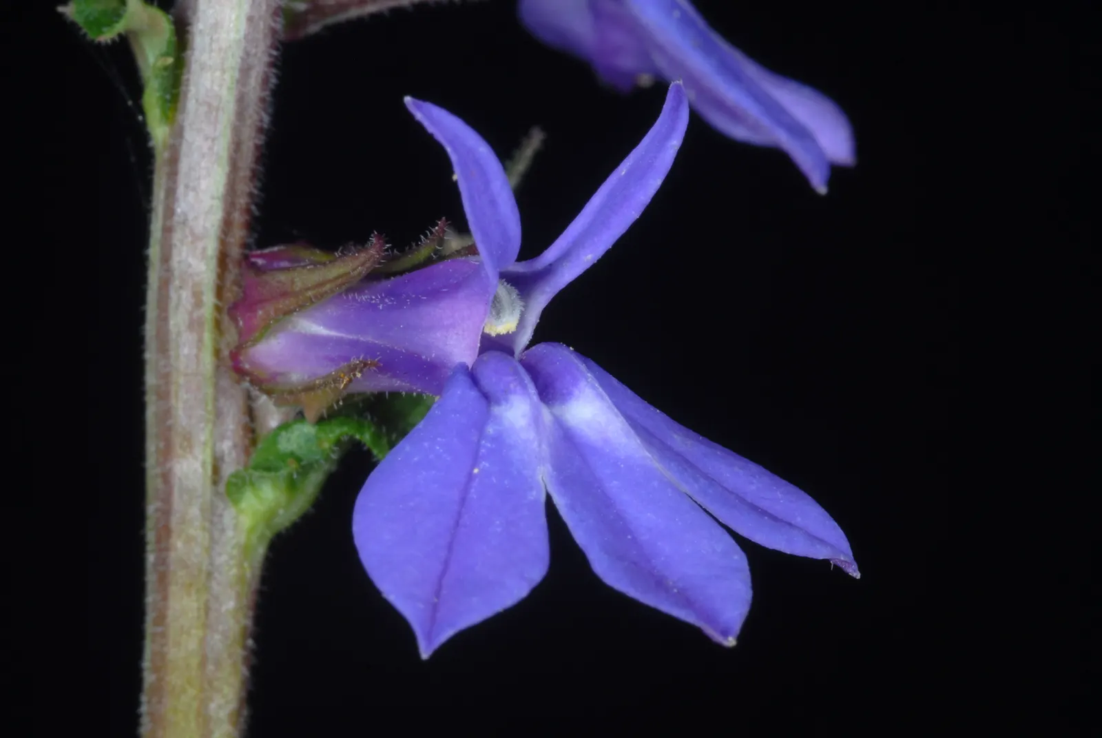Lobelia (Lobelia Erinus) — Typically reaching a height of 4 to 9 inches and spreading approximately 6 inches wide; lobelias can tolerate cooler, image 106