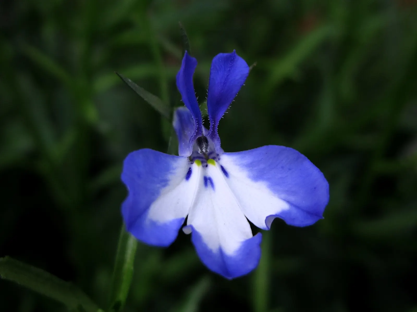 Lobelia (Lobelia Erinus) — periodic deadheading is recommended to encourage repeated flowering.<br><br>Hardy in USDA Zones 10 to 11; noted for its, image 162