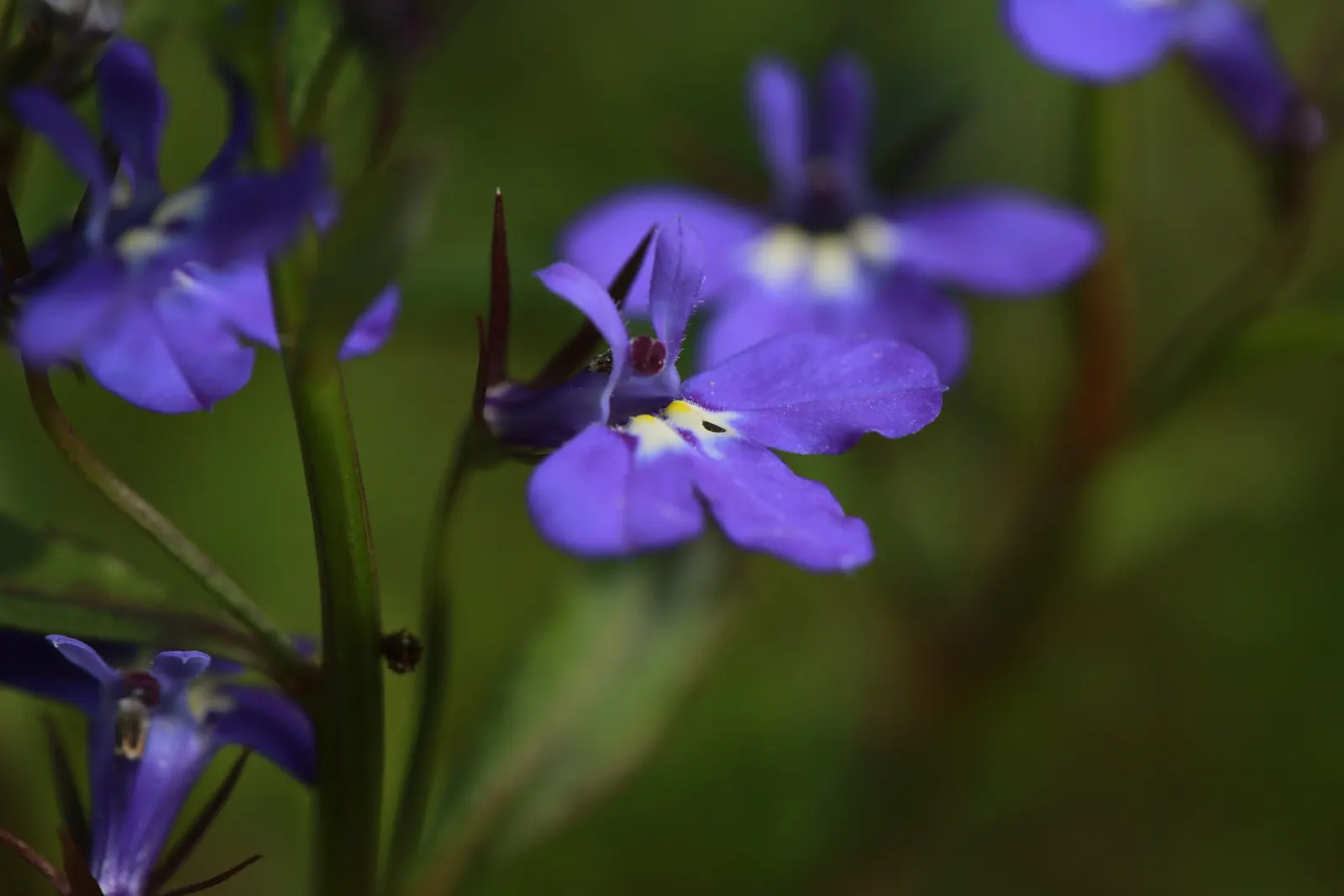 Lobelia (Lobelia Erinus) — Lobelias can tolerate cooler temperatures but generally will not survive frosts; typically reaching a height of 4 to 9, image 91