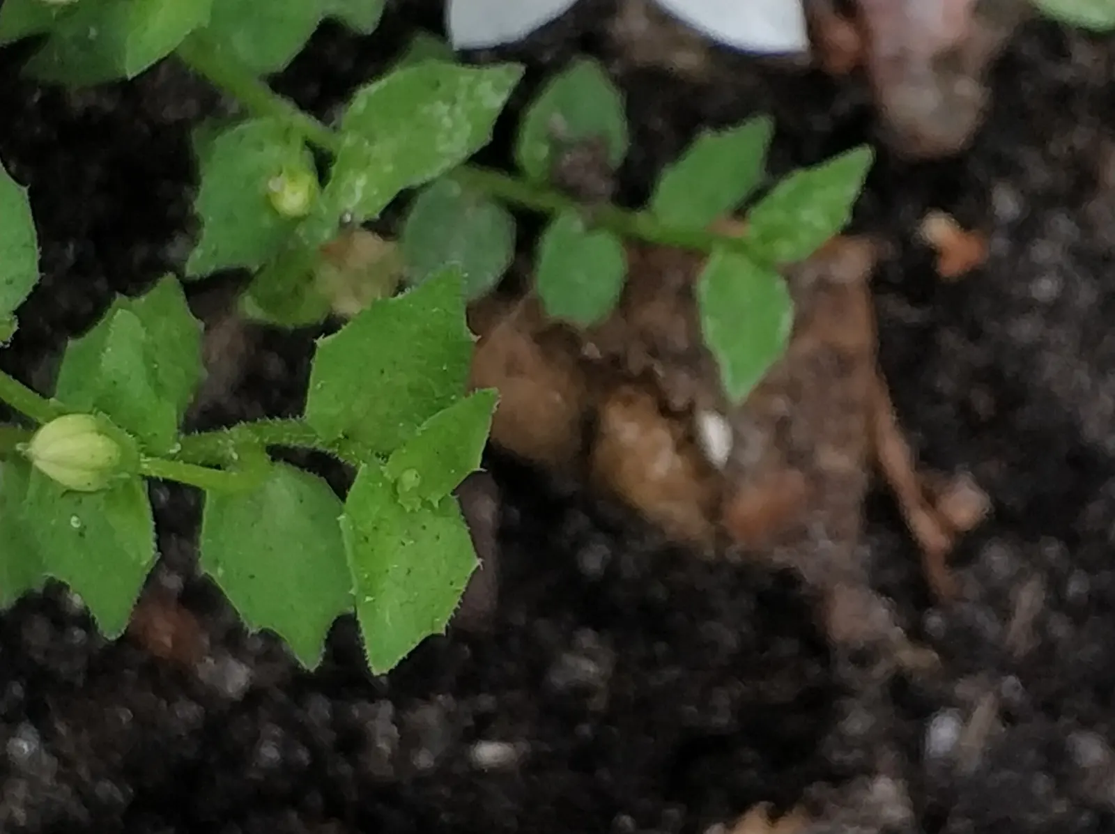 Lobelia (Lobelia Erinus) — Typically reaching a height of 4 to 9 inches and spreading approximately 6 inches wide; lobelias can tolerate cooler, image 82