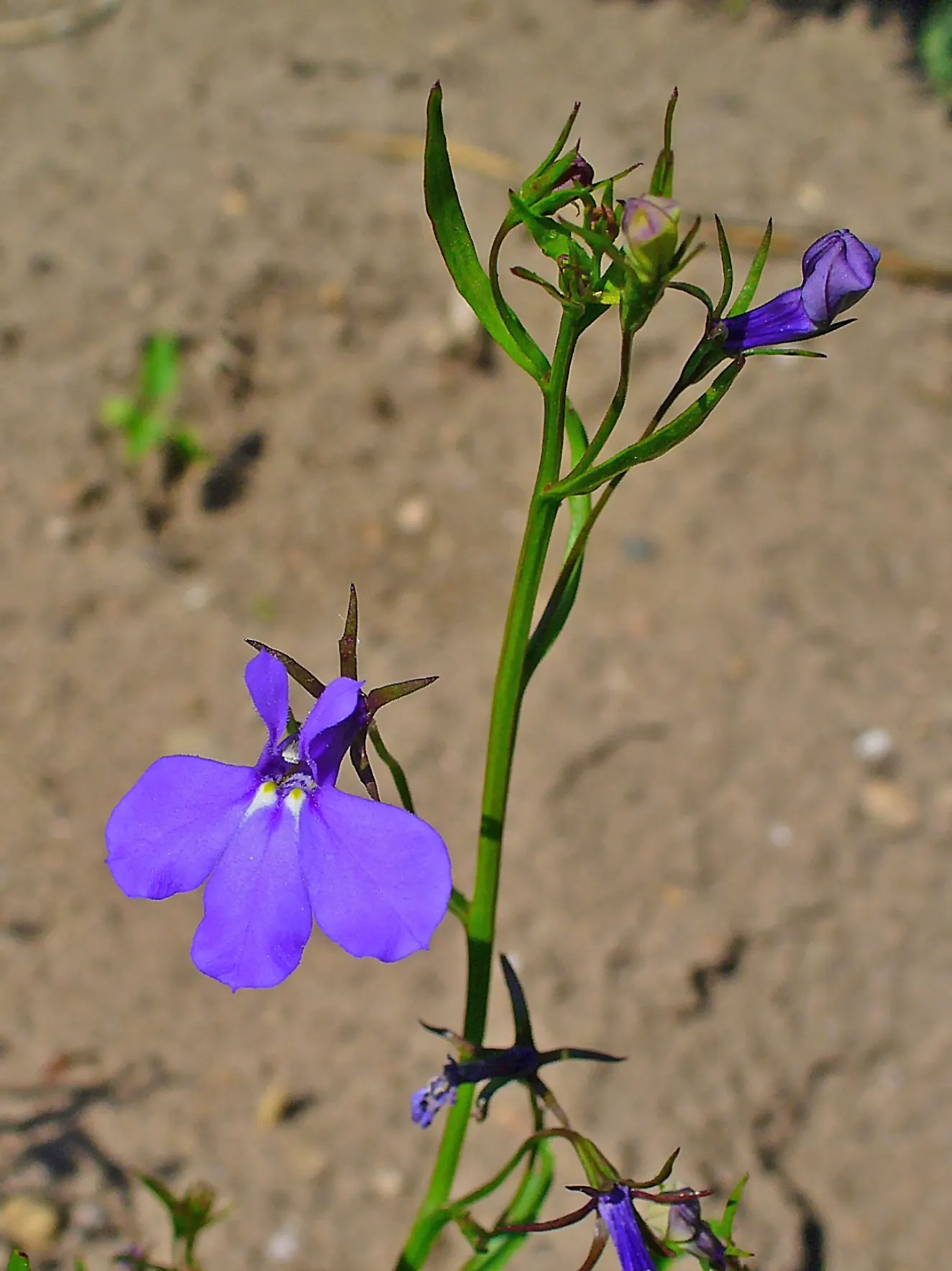 Lobelia (Lobelia Erinus) — In hotter climates, it benefits from afternoon shade to prevent wilting; in areas with severe winters, they are grown as, image 161