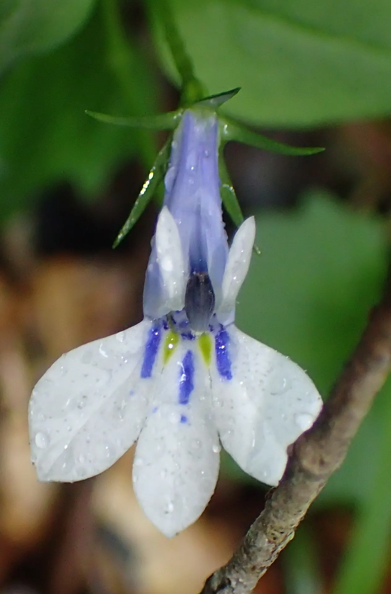 Lobelia (Lobelia Erinus) — blue and multi-colored flowers in the garden; deadheading encourages continued blooming from late spring into early fall, image 190