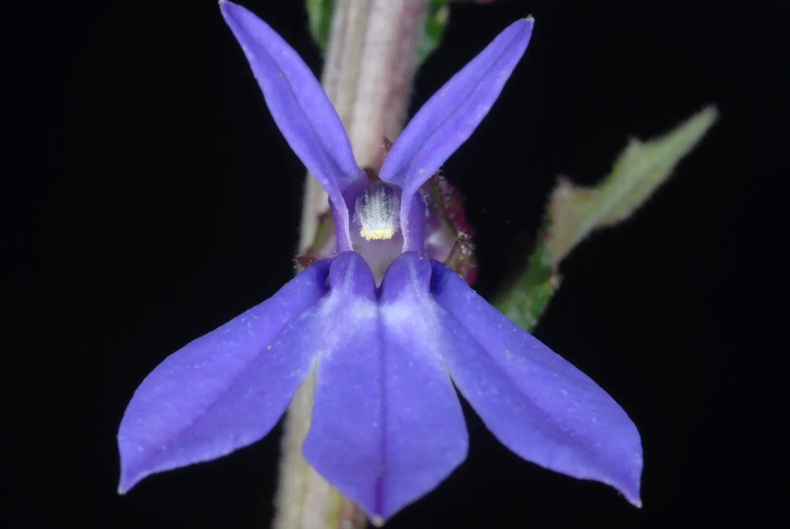 Lobelia (Lobelia Erinus) — This plant's low maintenance combined with its vibrant colors makes it an eye-catching addition to any garden; annual /, image 93