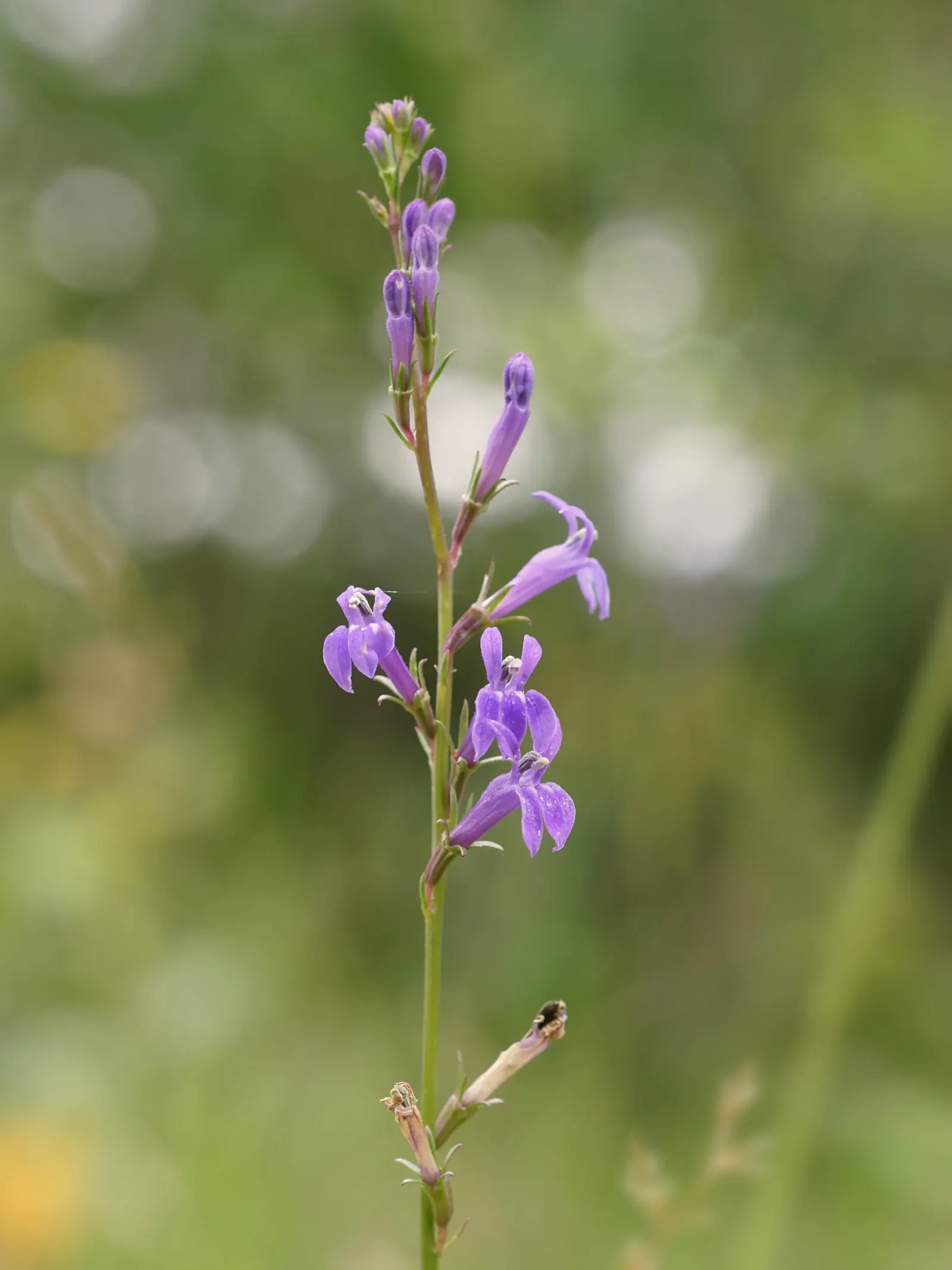 Lobelia (Lobelia Erinus) — commonly referred to as Lobelia; enjoys consistent moisture, image 80