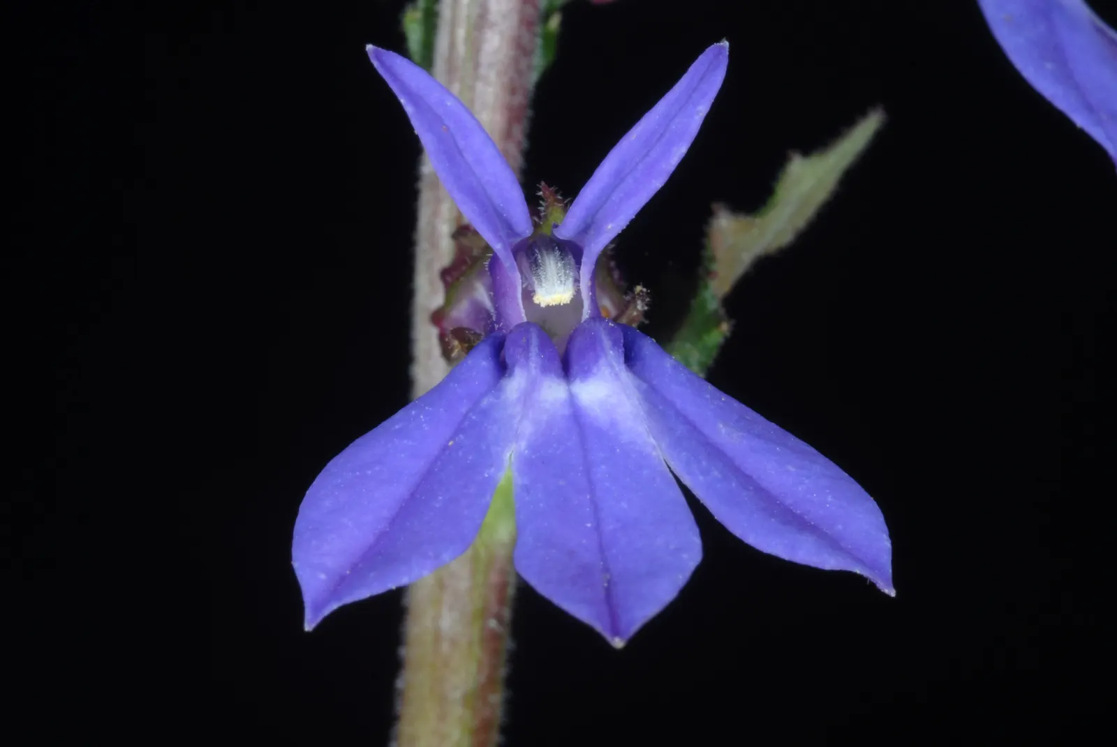 Lobelia (Lobelia Erinus) — flourishes in full sun to part shade; this low-maintenance jewel flourishes in well-drained soil, image 97