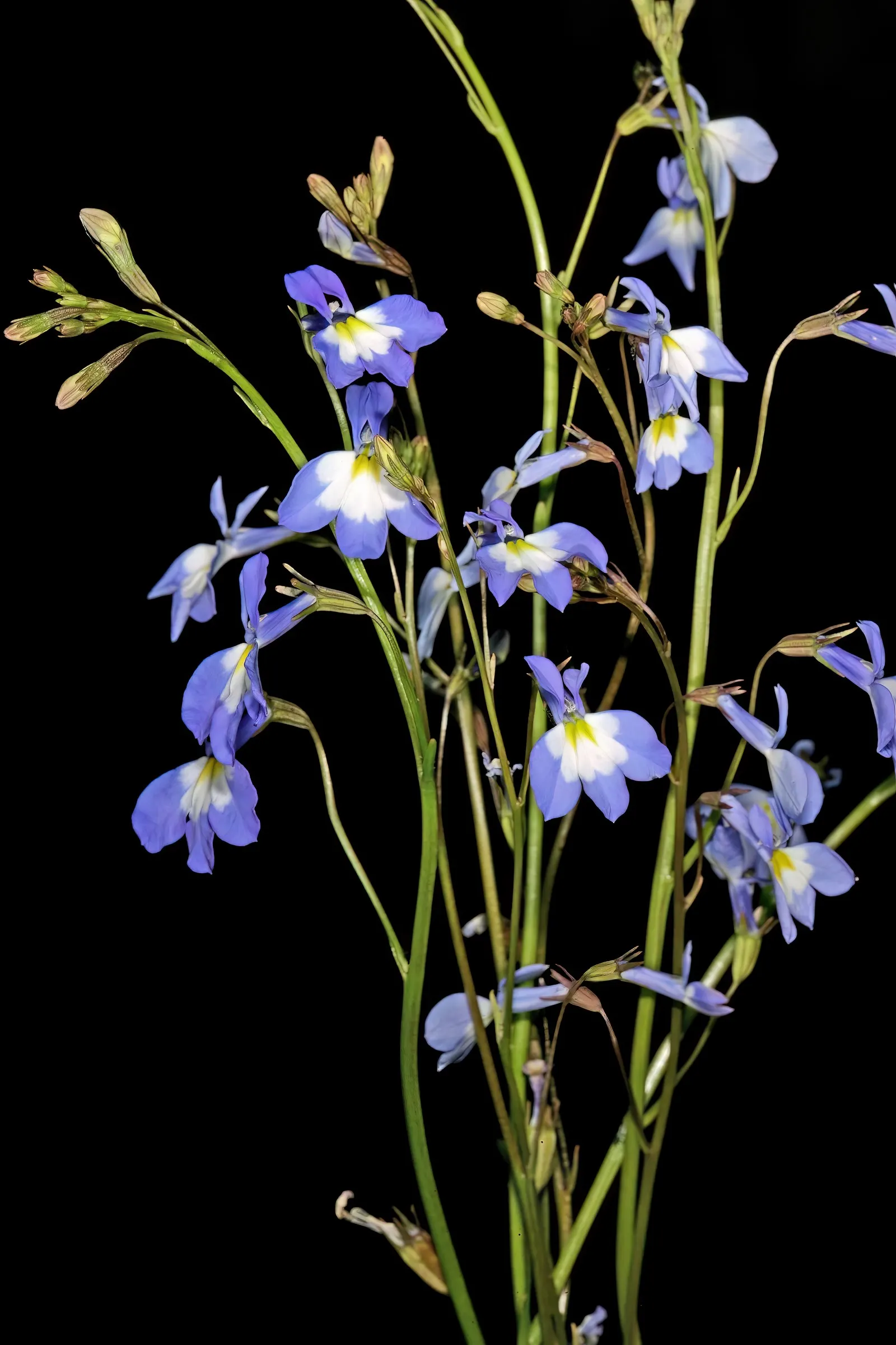 Lobelia (Lobelia Erinus) — Typically reaching a height of 4 to 9 inches and spreading approximately 6 inches wide; lobelias can tolerate cooler, image 178