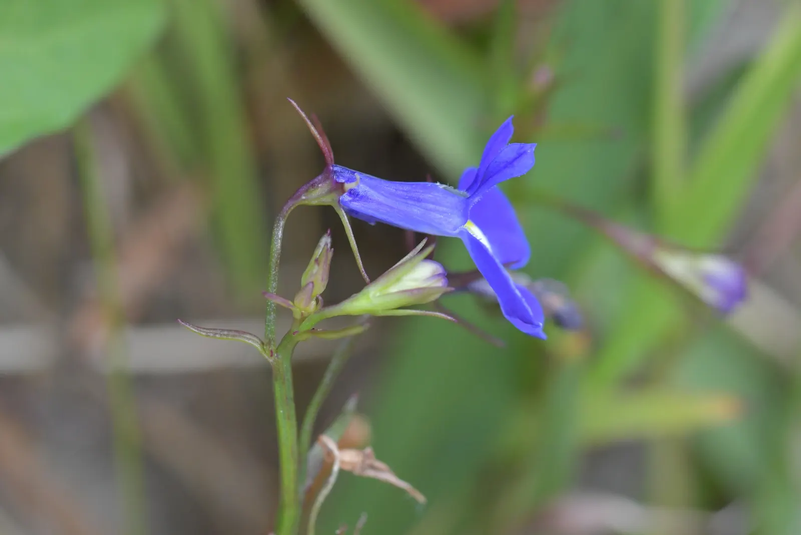 Lobelia (Lobelia Erinus) — annual / ground cover with blue and multi-colored blooms; the flowers come in an array of colors, image 167