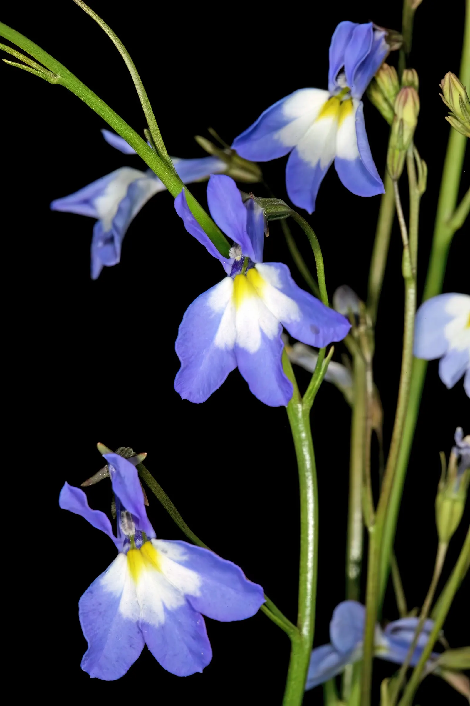 Lobelia (Lobelia Erinus) — creating a cascading effect.<br><br>Lobelia blooms profusely from late spring to early fall; is a compact annual or, image 180