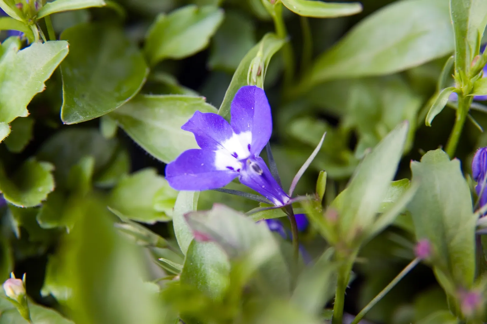 Lobelia (Lobelia Erinus) — and thrives in USDA zones 10-11; predominantly in shades of blue, image 174