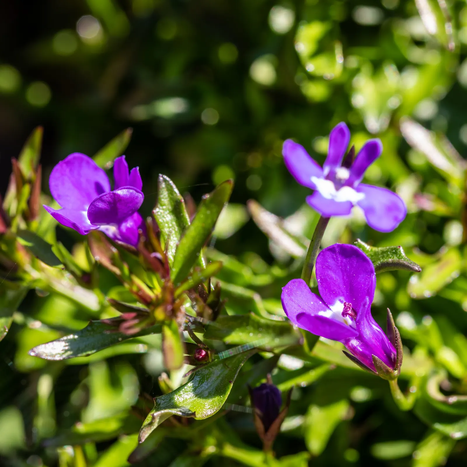 Lobelia (Lobelia Erinus) — predominantly in shades of blue; and thrives in USDA zones 10-11, image 87