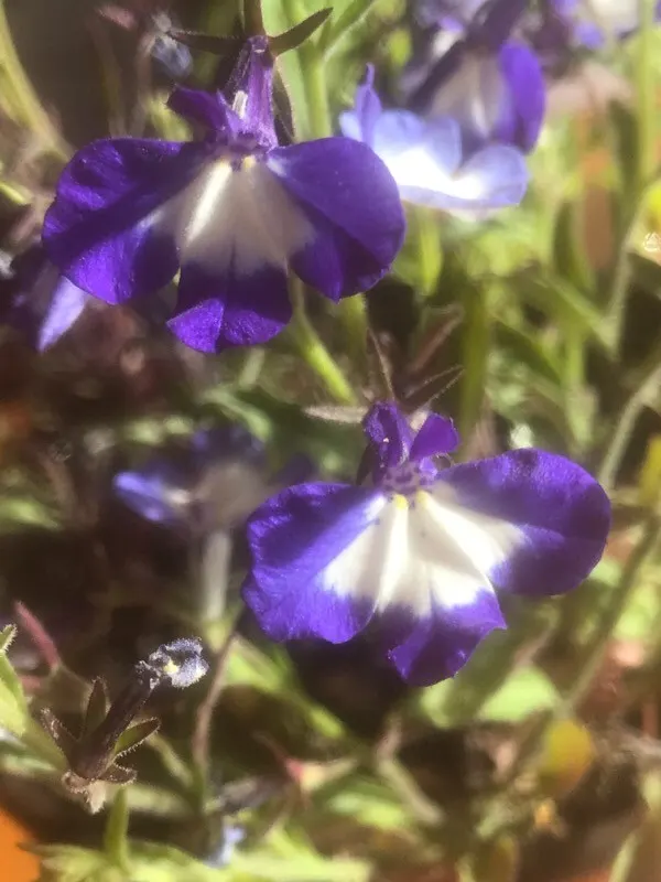 Lobelia (Lobelia Erinus) — Lobelias can tolerate cooler temperatures but generally will not survive frosts; typically reaching a height of 4 to 9, image 187