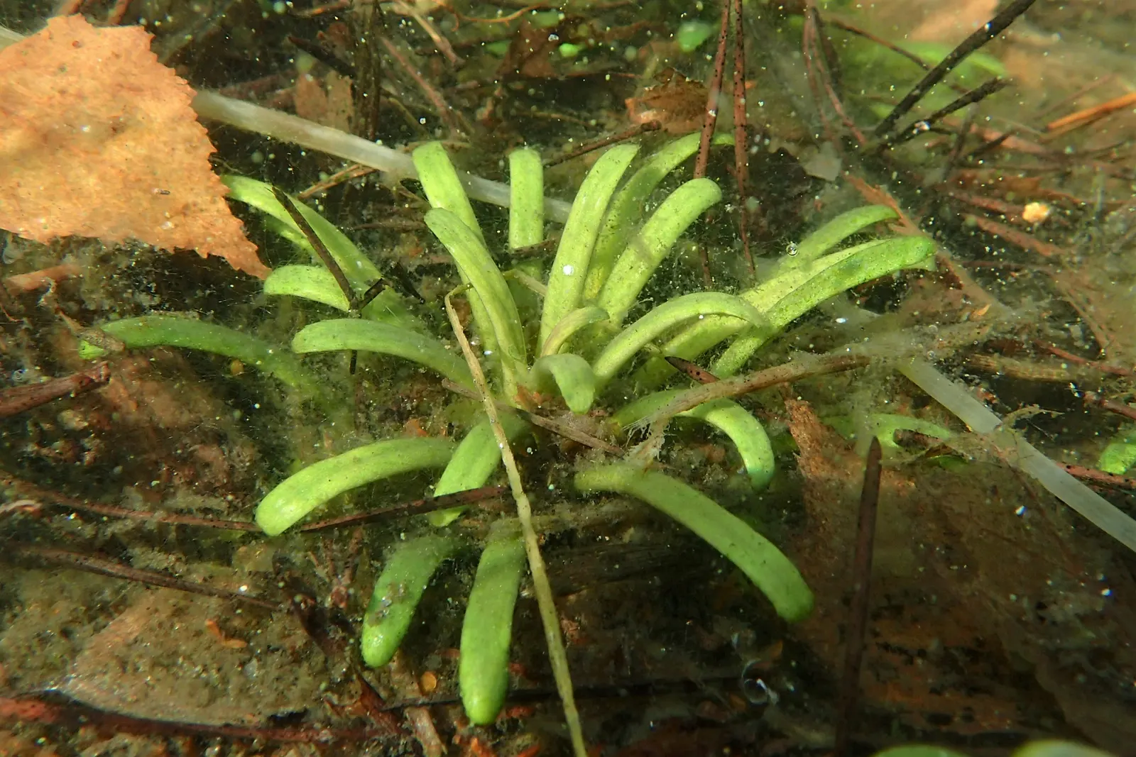 Lobelia (Lobelia Erinus) — periodic deadheading is recommended to encourage repeated flowering.<br><br>Hardy in USDA Zones 10 to 11; noted for its, image 90