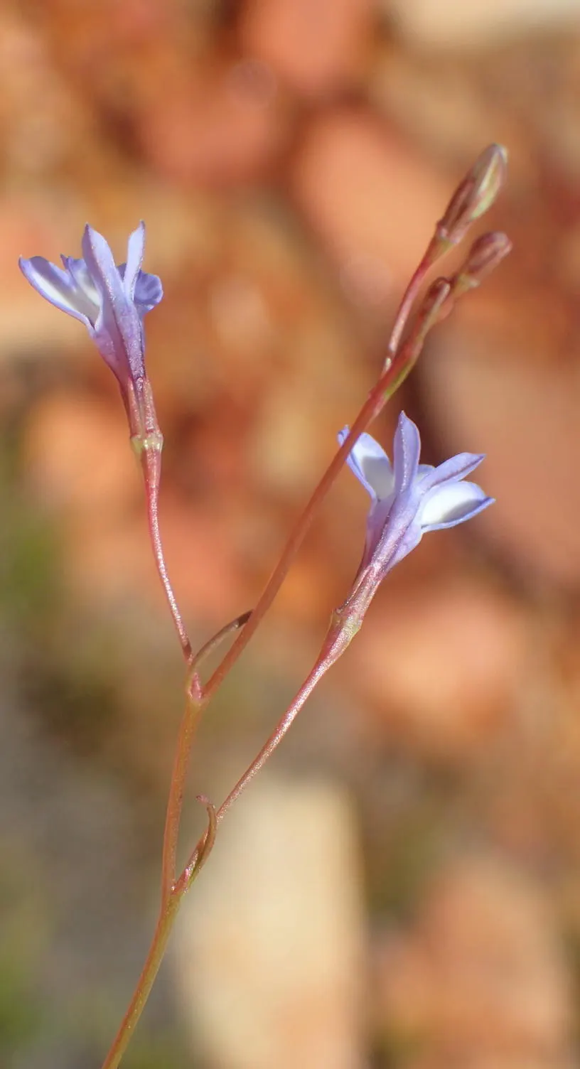 Lobelia (Lobelia Erinus) — commonly referred to as Lobelia; enjoys consistent moisture, image 176