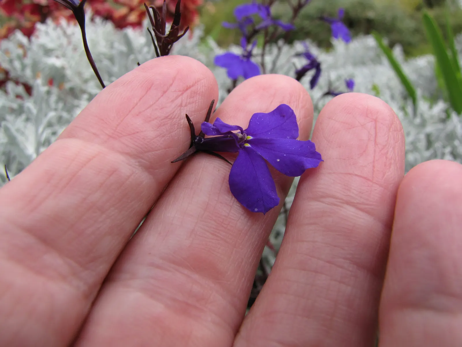 Lobelia (Lobelia Erinus) — In hotter climates, it benefits from afternoon shade to prevent wilting; in areas with severe winters, they are grown as, image 137