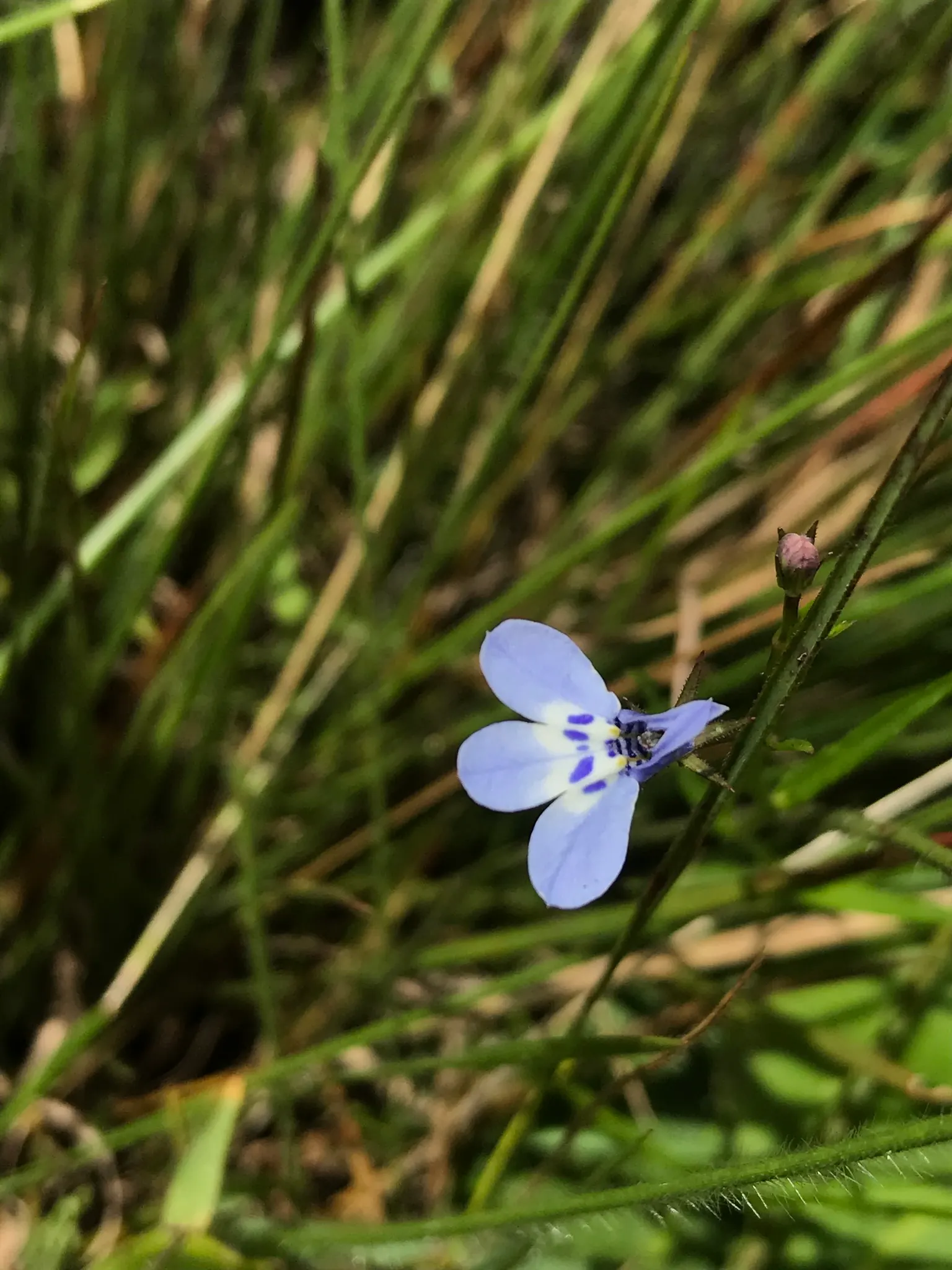 Lobelia (Lobelia Erinus) — Typically reaching a height of 4 to 9 inches and spreading approximately 6 inches wide; lobelias can tolerate cooler, image 130