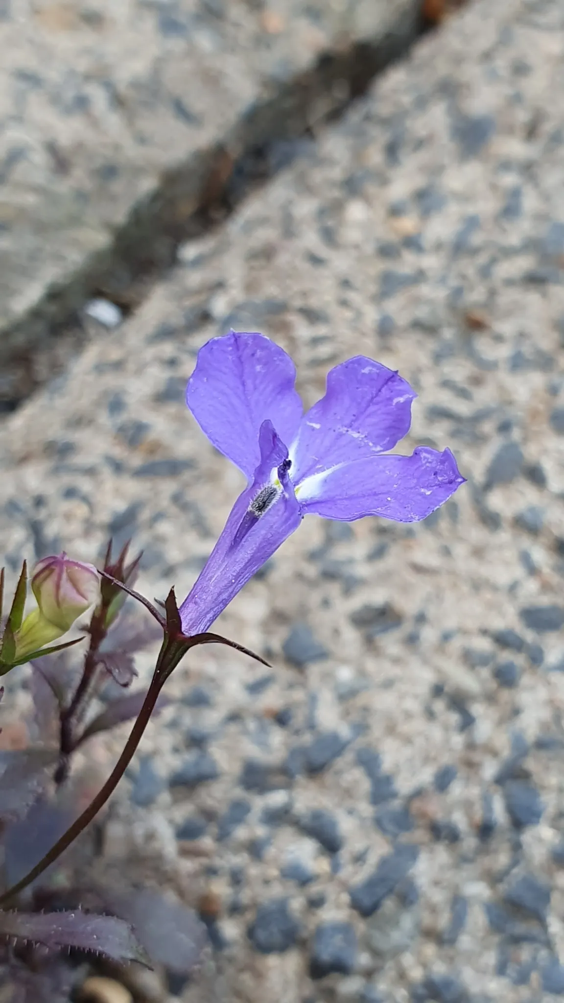 Lobelia (Lobelia Erinus) — Deadheading encourages continued blooming from late spring into early fall; blue and multi-colored flowers in the garden, image 55