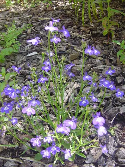 Lobelia (Lobelia Erinus) — The flowers come in an array of colors; annual / ground cover with blue and multi-colored blooms, image 134