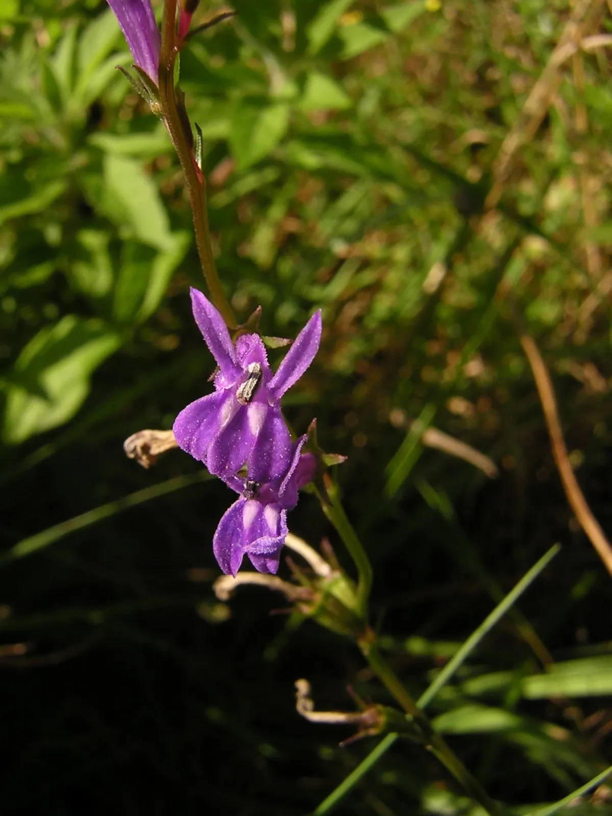Lobelia (Lobelia Erinus) — creating a cascading effect.<br><br>Lobelia blooms profusely from late spring to early fall; is a compact annual or perennial plant
