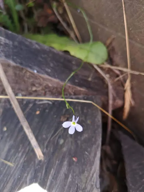 Lobelia (Lobelia Erinus) — reaching 3-6 inches in height with a spread of 6-8 inches