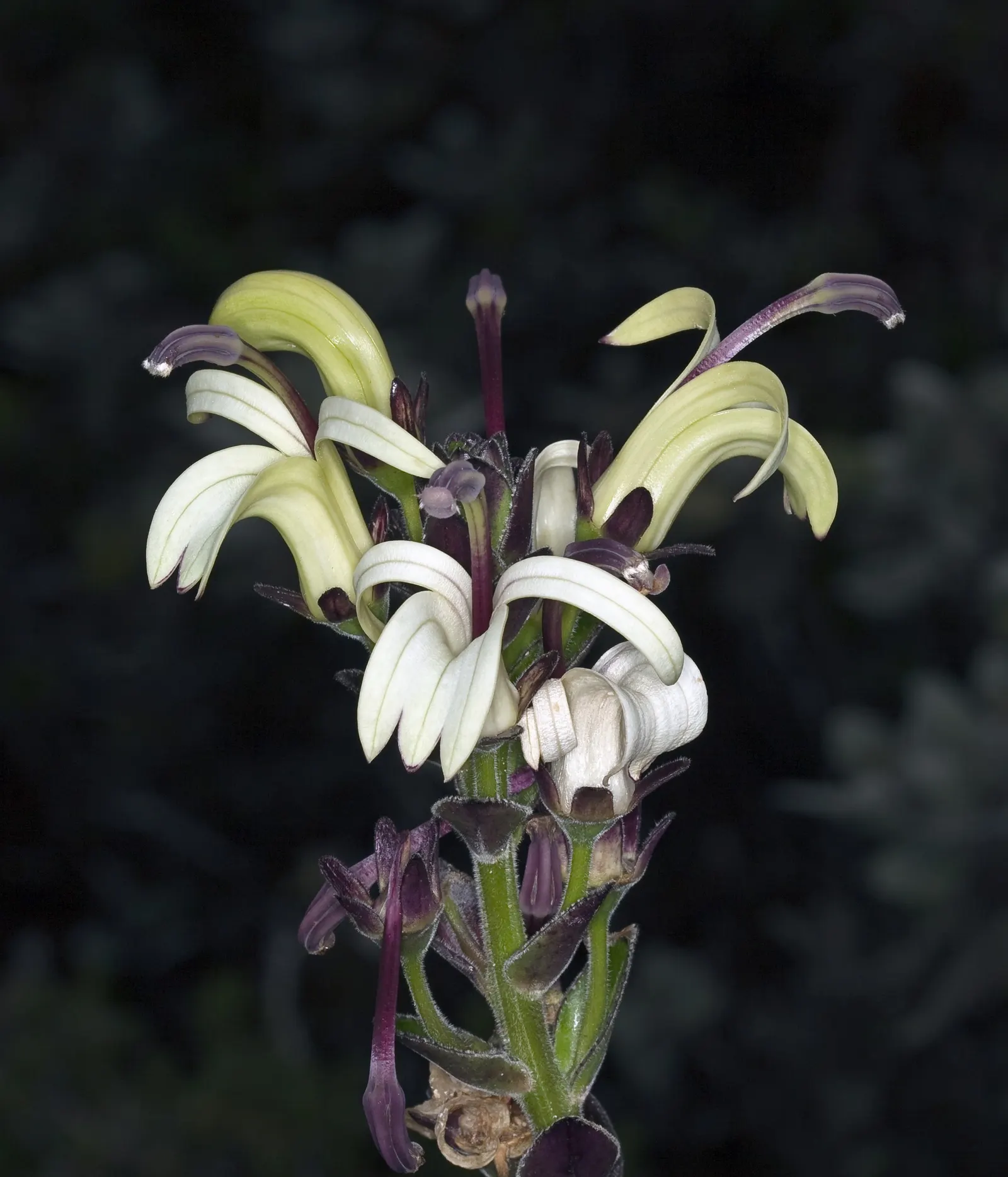Lobelia (Lobelia Erinus) — periodic deadheading is recommended to encourage repeated flowering.<br><br>Hardy in USDA Zones 10 to 11; noted for its stunning