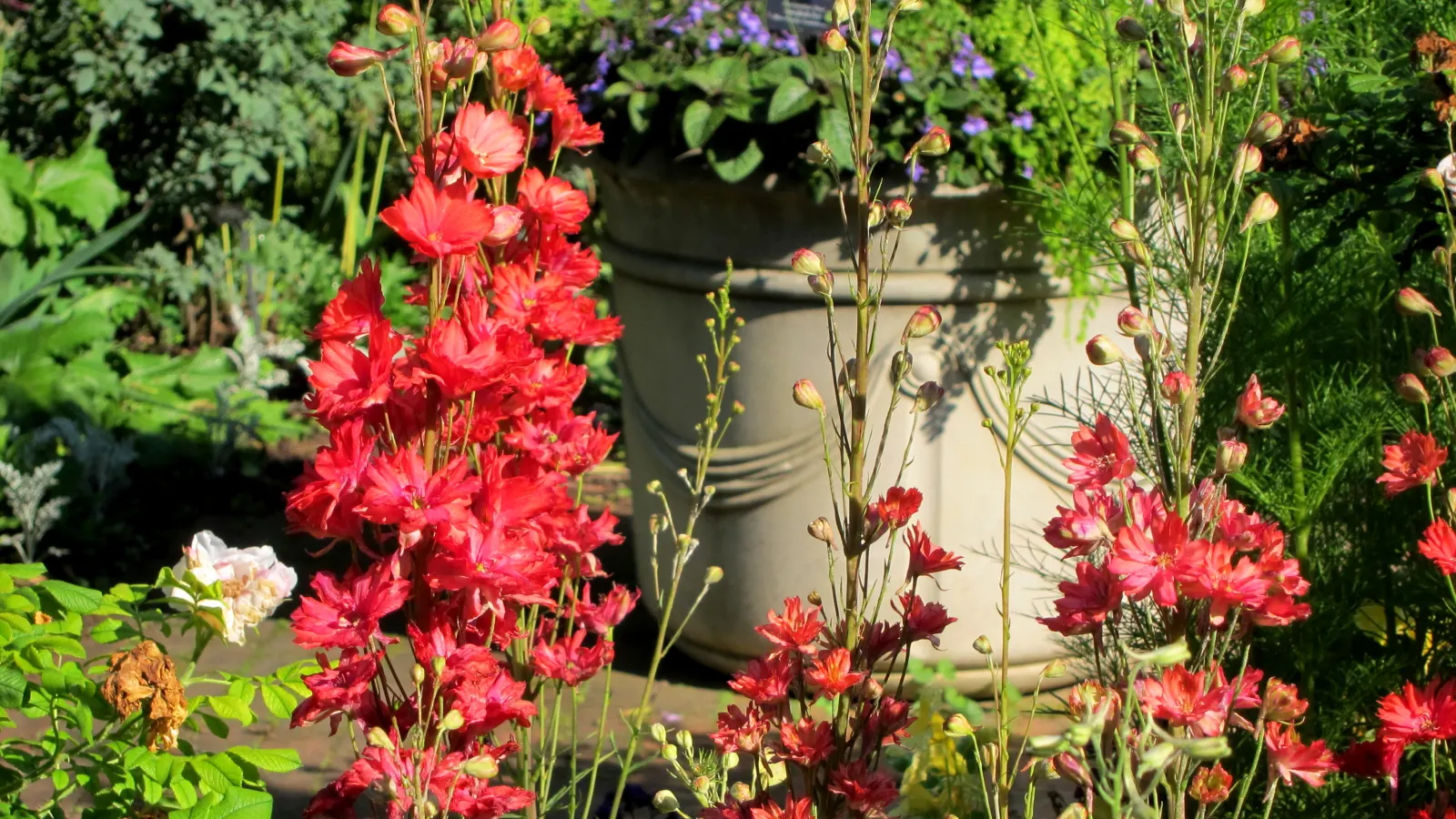 Lobelia (Lobelia Erinus) — Lobelias can tolerate cooler temperatures but generally will not survive frosts; typically reaching a height of 4 to 9, image 139