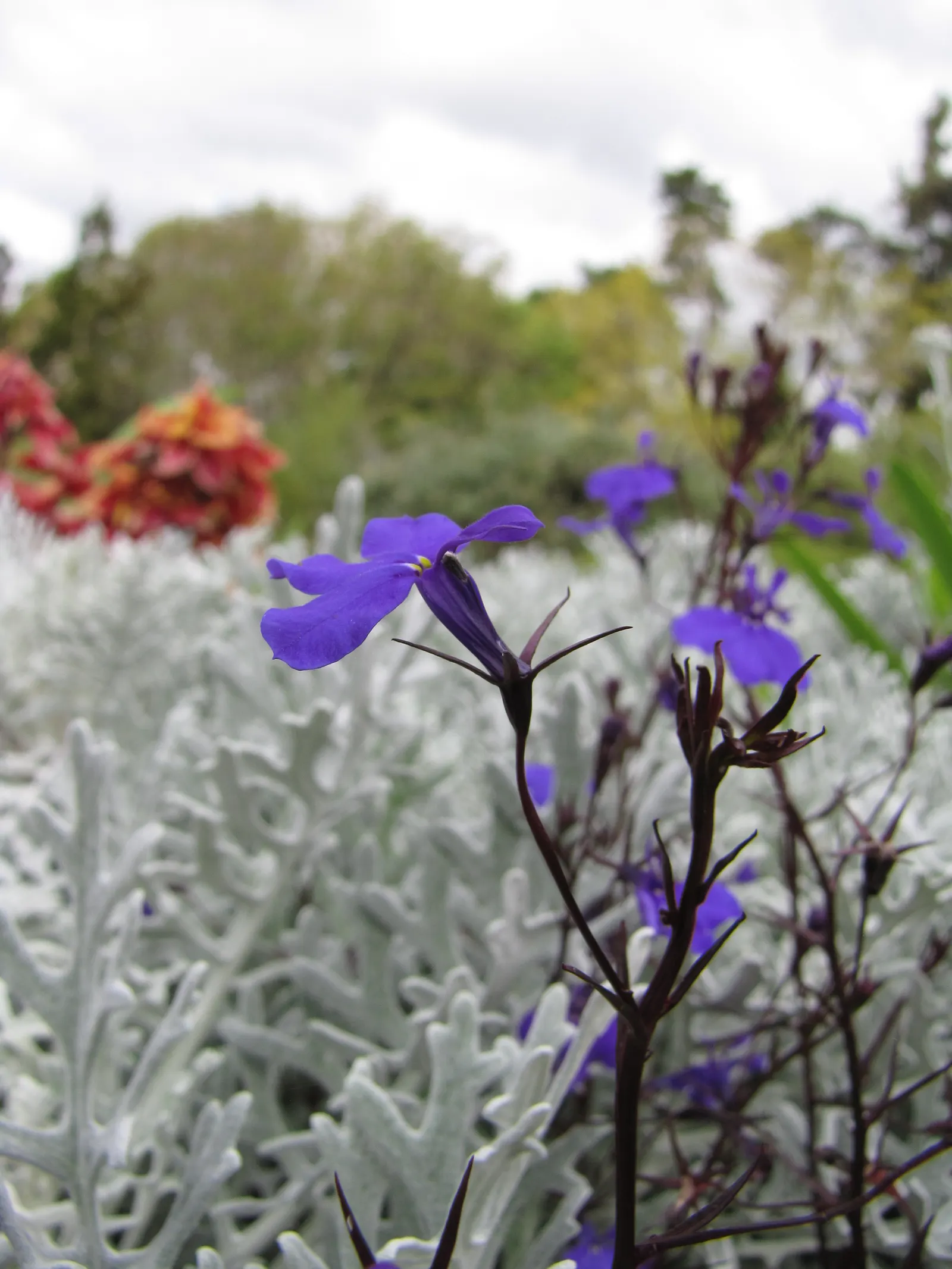 Lobelia (Lobelia Erinus) — Lobelia erinus requires regular watering, especially during dry periods, to maintain its lush appearance; showcasing a, image 136