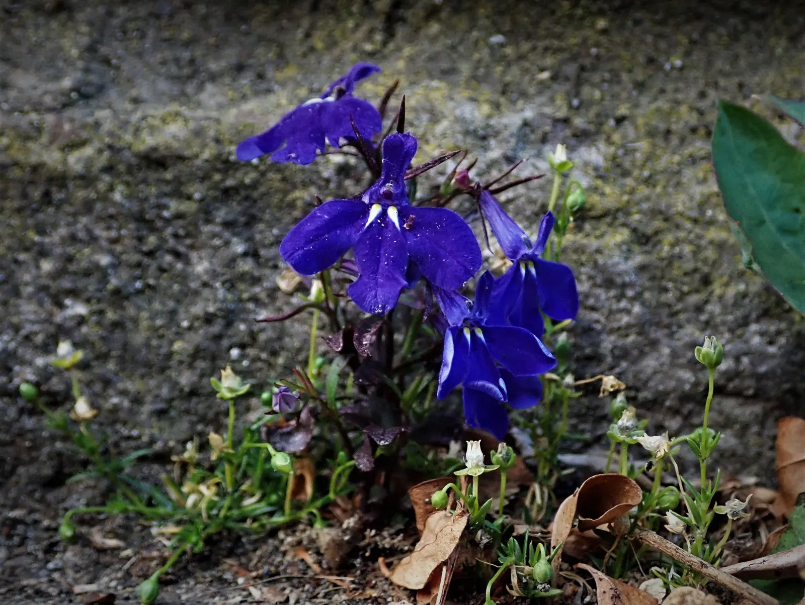 Lobelia (Lobelia Erinus) — This plant's low maintenance combined with its vibrant colors makes it an eye-catching addition to any garden; annual /, image 69