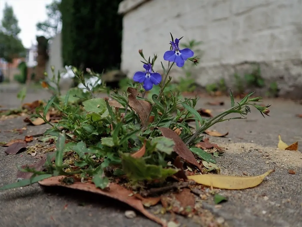 Lobelia (Lobelia Erinus) — annual / ground cover with blue and multi-colored blooms; the flowers come in an array of colors, image 71