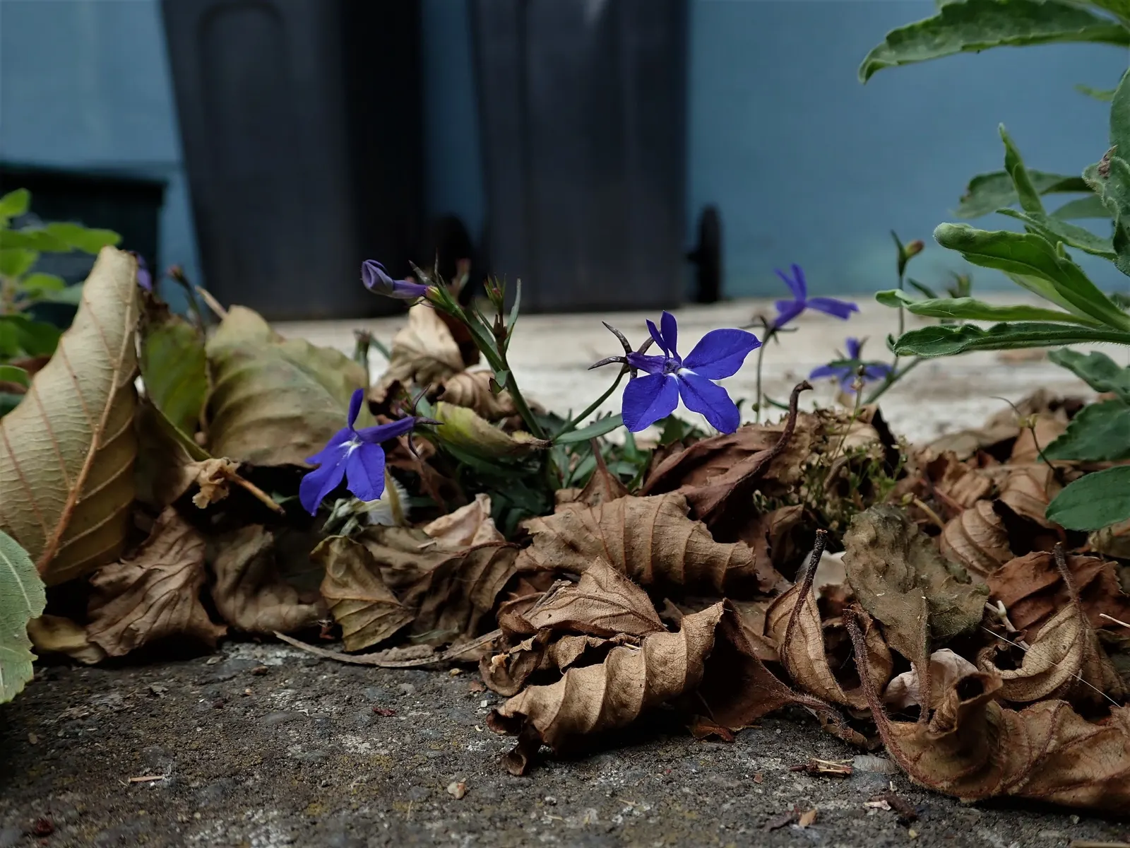 Lobelia (Lobelia Erinus) — predominantly in shades of blue; and thrives in USDA zones 10-11, image 63