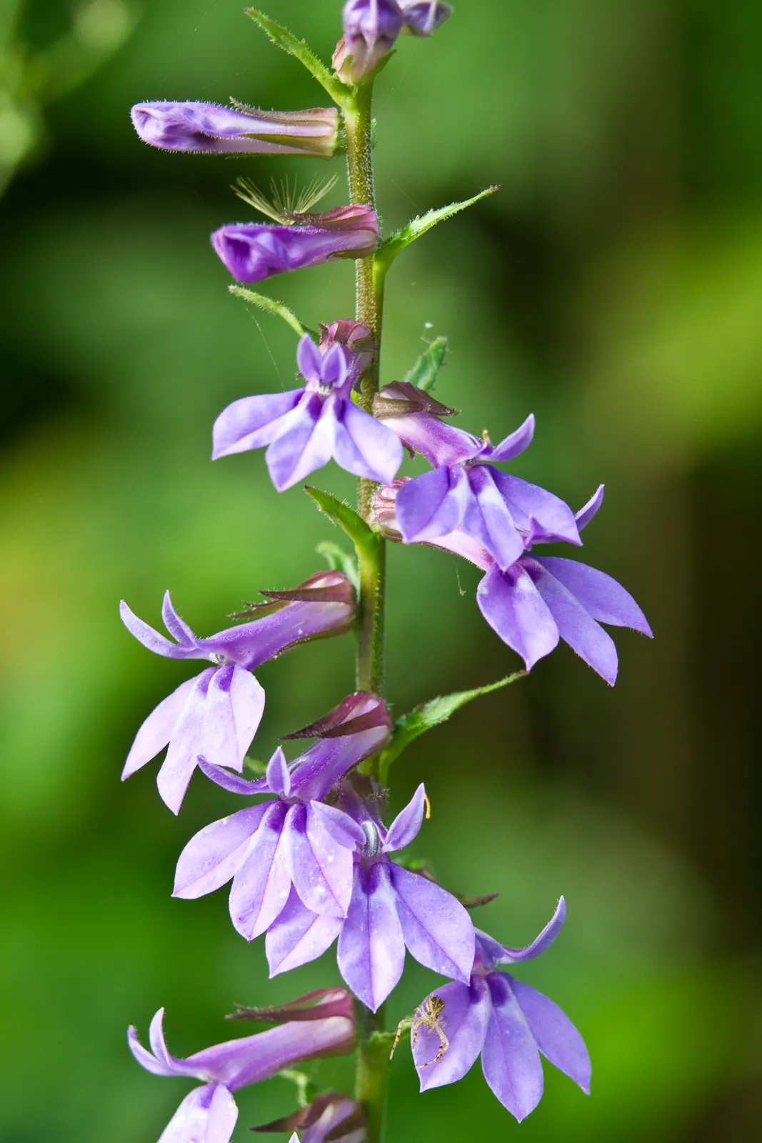 Lobelia (Lobelia Erinus) — This low-maintenance jewel flourishes in well-drained soil; flourishes in full sun to part shade, image 76