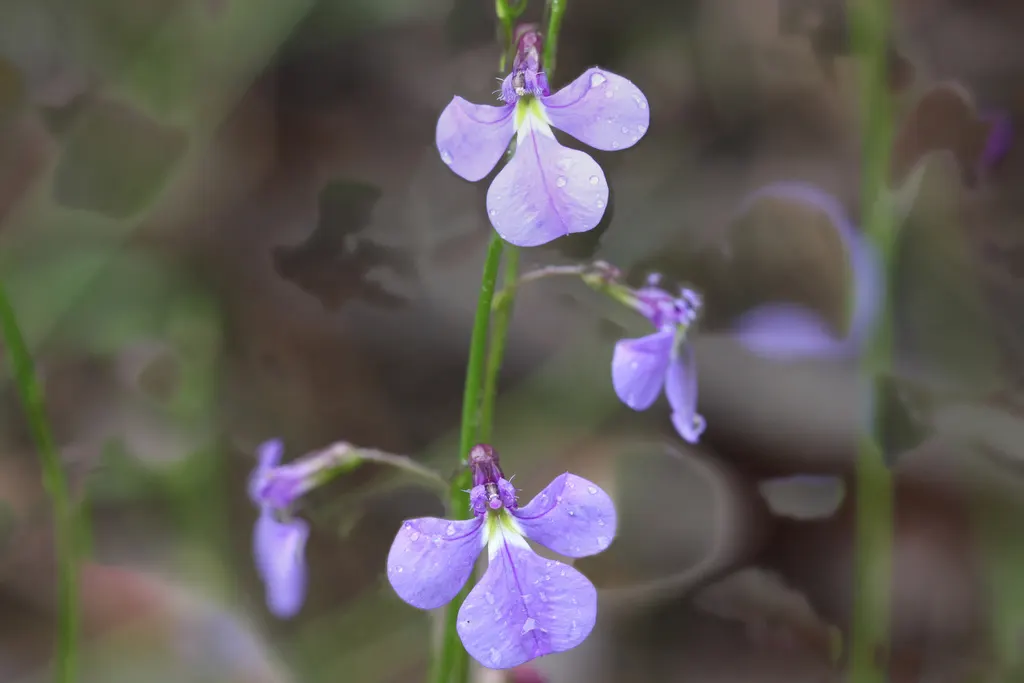 Lobelia (Lobelia Erinus) — it presents a mounded form that works exceptionally well in borders or as an edging plant; reaching 3-6 inches in height, image 131
