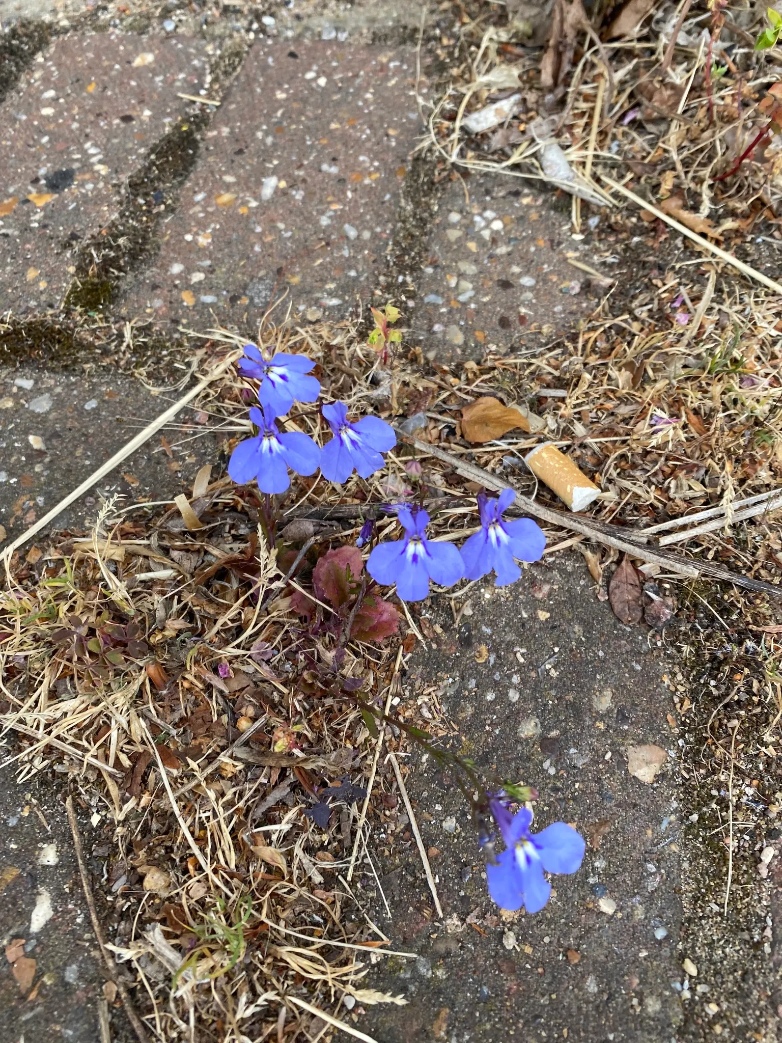 Lobelia (Lobelia Erinus) — In hotter climates, it benefits from afternoon shade to prevent wilting; in areas with severe winters, they are grown as, image 65