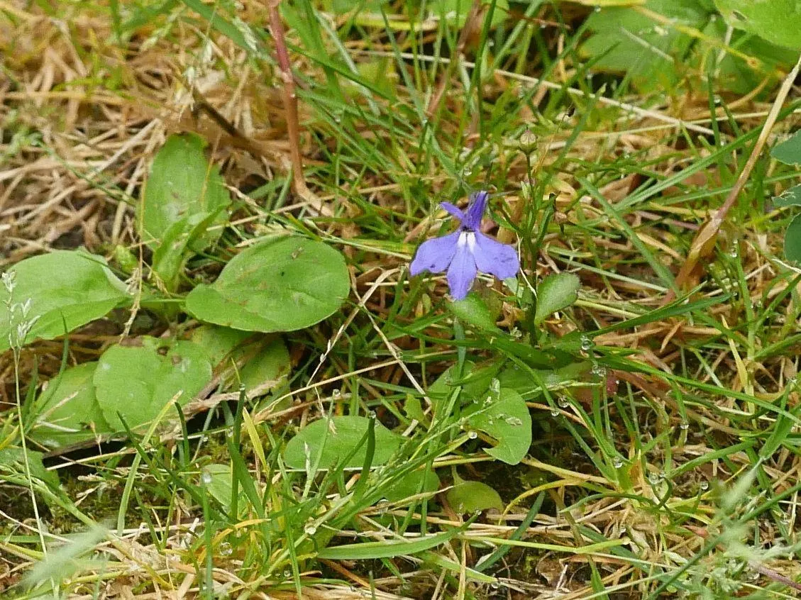 Lobelia (Lobelia Erinus) — annual / ground cover with blue and multi-colored blooms; the flowers come in an array of colors