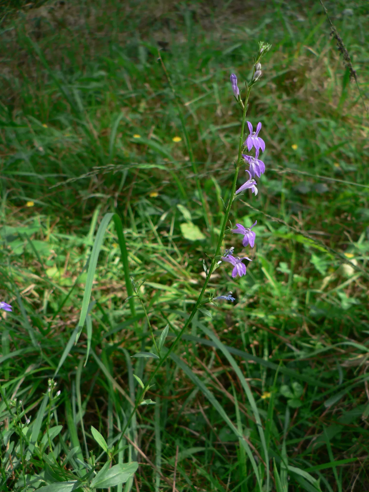 Lobelia (Lobelia Erinus) — enjoys consistent moisture; commonly referred to as Lobelia