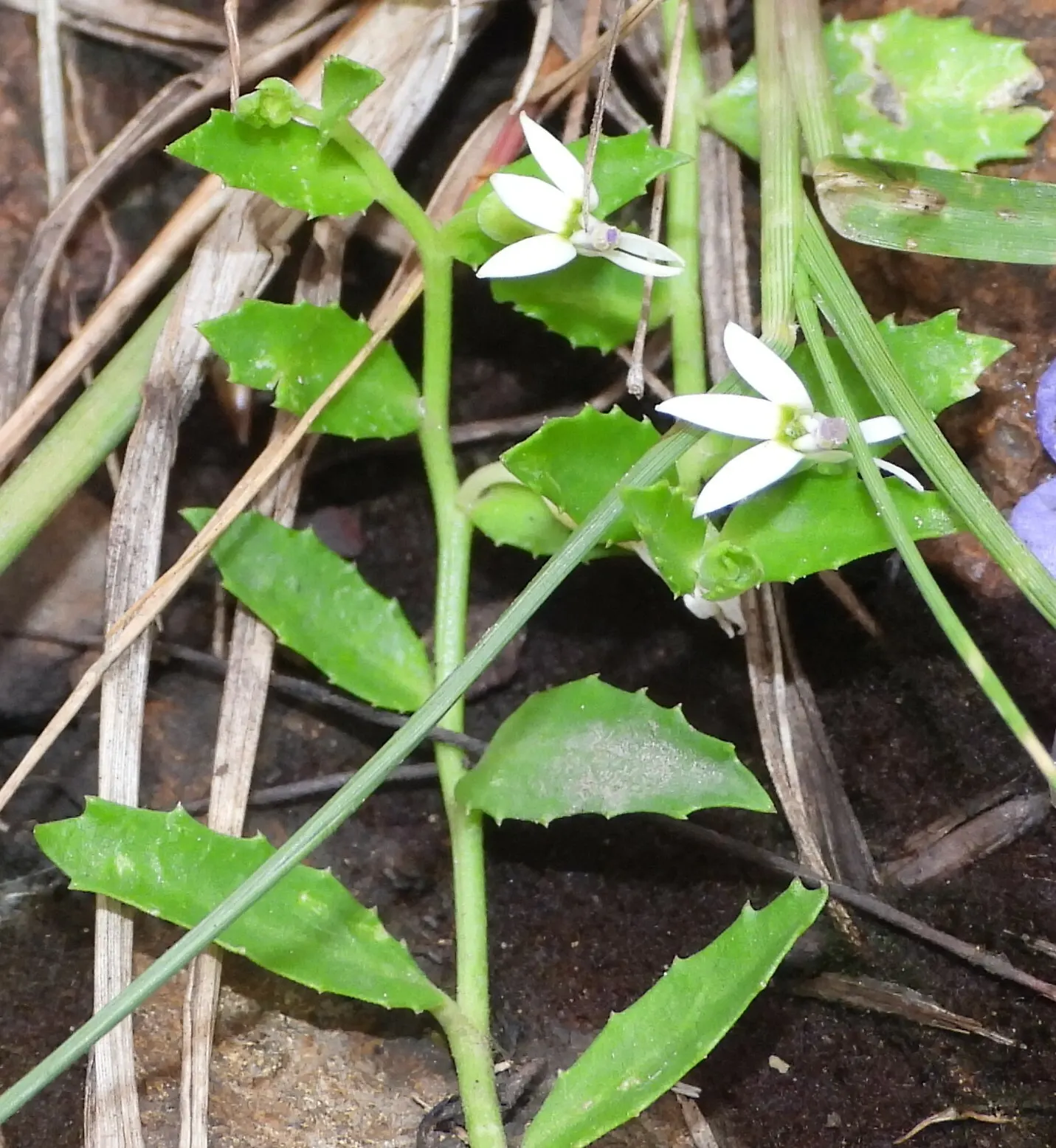 Lobelia (Lobelia Erinus) — In areas with severe winters, they are grown as annuals; in hotter climates, it benefits from afternoon shade to prevent wilting