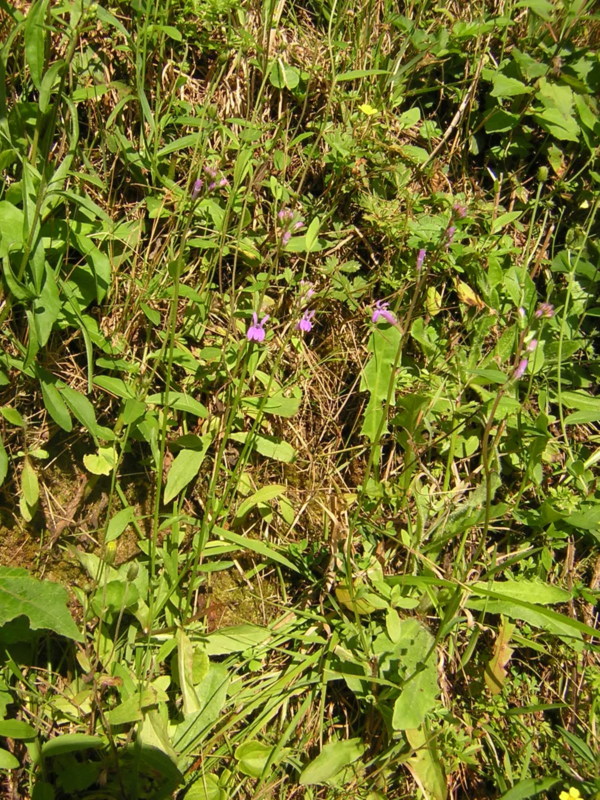 Lobelia (Lobelia Erinus) — flourishes in full sun to part shade; this low-maintenance jewel flourishes in well-drained soil