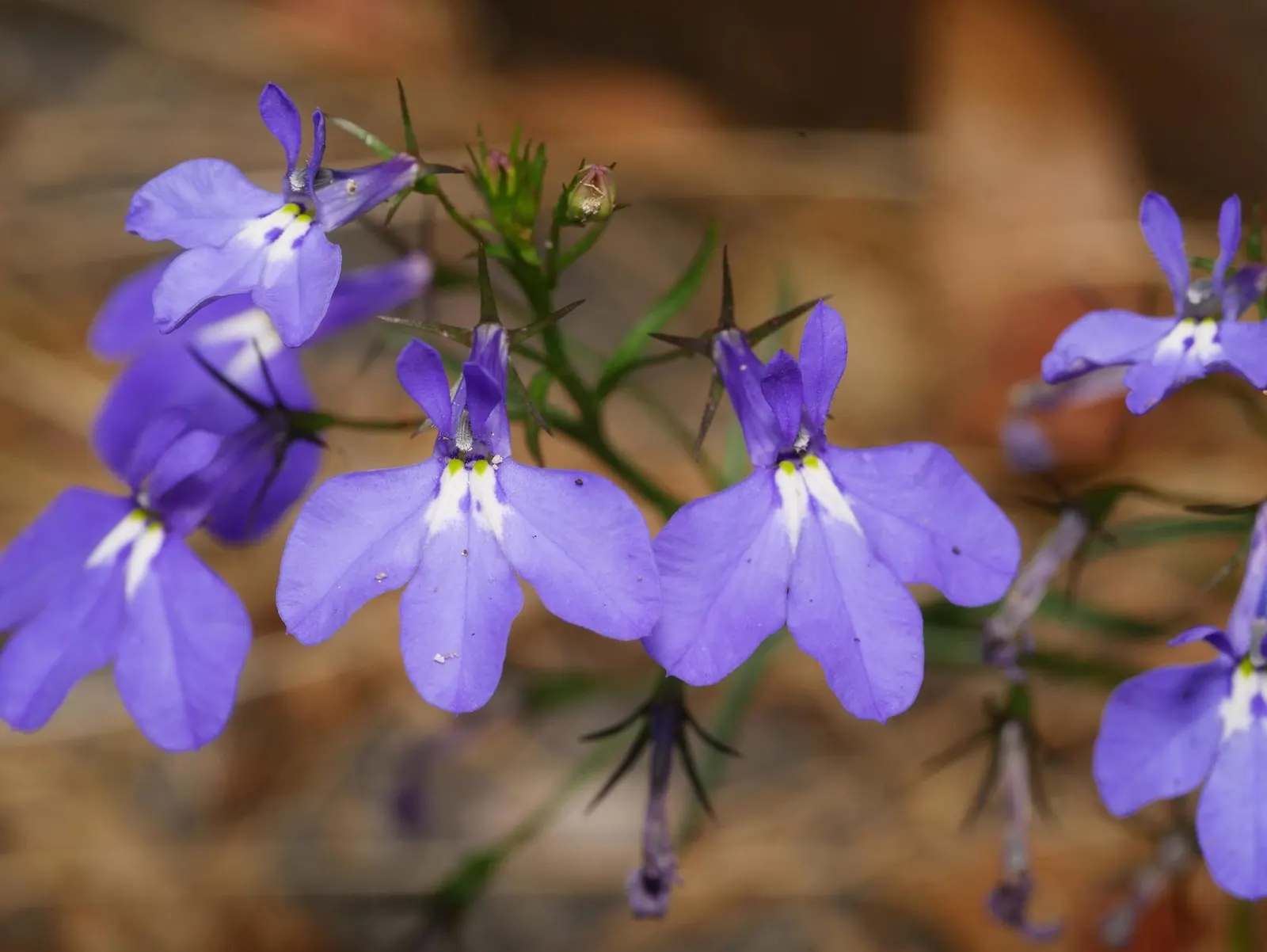 Lobelia (Lobelia Erinus) — is a compact annual or perennial plant that adds a striking splash of color to any landscape design; creating a cascading, image 57