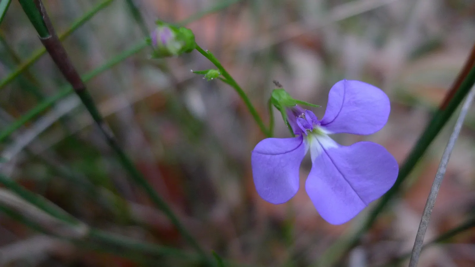 Lobelia (Lobelia Erinus) — predominantly in shades of blue; and thrives in USDA zones 10-11, image 159