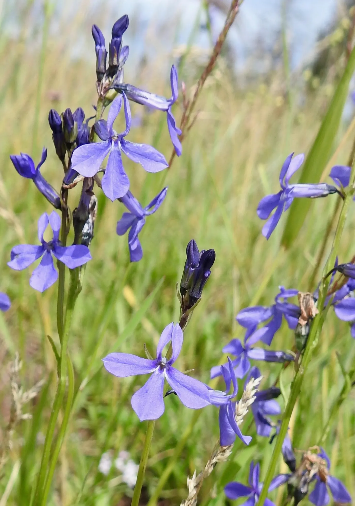 Lobelia (Lobelia Erinus) — and thrives in USDA zones 10-11; predominantly in shades of blue, image 78