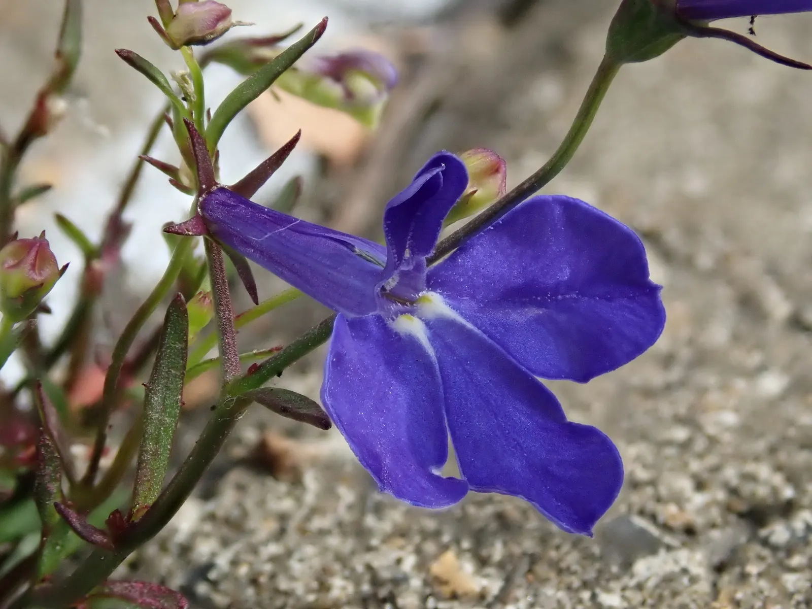Lobelia (Lobelia Erinus) — annual / ground cover for full or half; this plant's low maintenance combined with its vibrant colors makes it an eye-catching