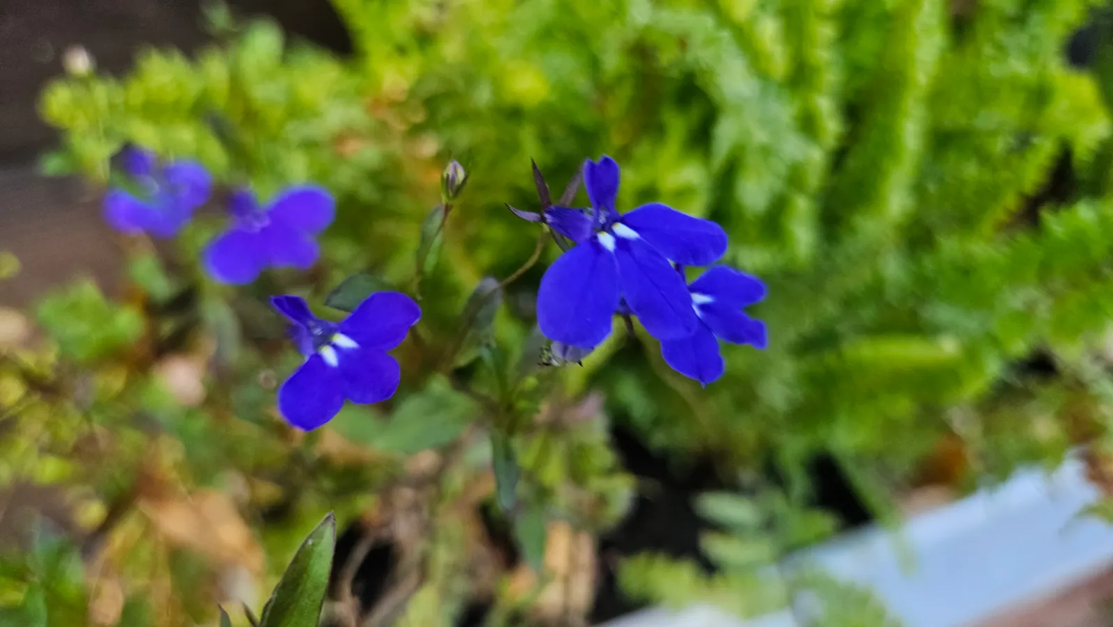Lobelia (Lobelia Erinus) — In areas with severe winters, they are grown as annuals; in hotter climates, it benefits from afternoon shade to prevent, image 188