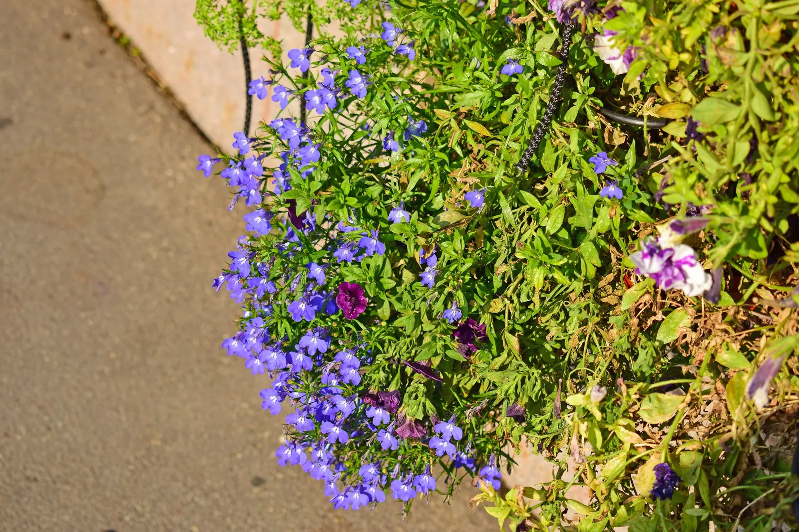 Lobelia (Lobelia Erinus) — annual / ground cover for full or half; this plant's low maintenance combined with its vibrant colors makes it an, image 168