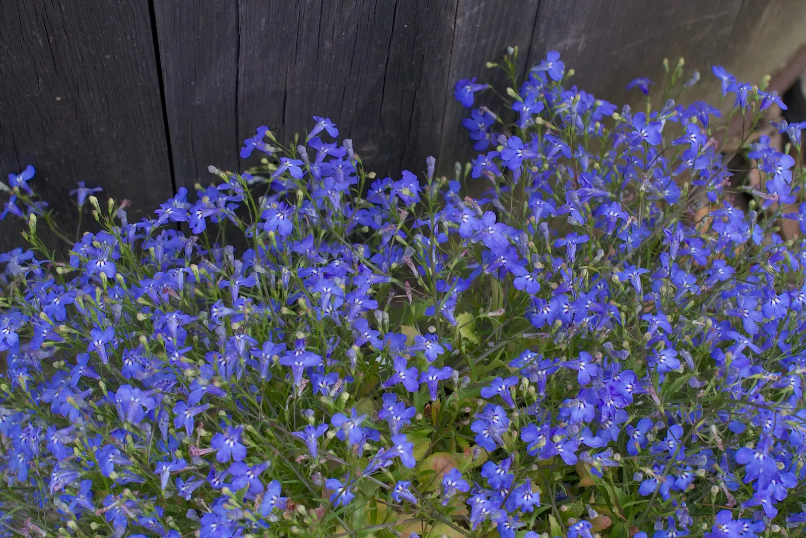 Lobelia (Lobelia Erinus) — reaching 3-6 inches in height with a spread of 6-8 inches; it presents a mounded form that works exceptionally well in, image 170