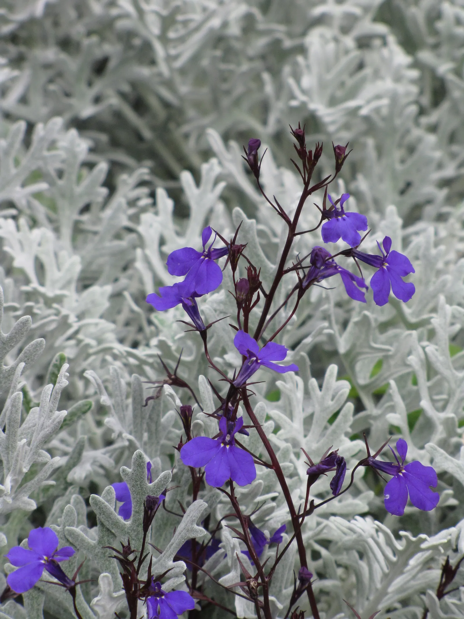Lobelia (Lobelia Erinus) — showcasing a plethora of tiny; lobelia erinus requires regular watering, especially during dry periods, to maintain its, image 133