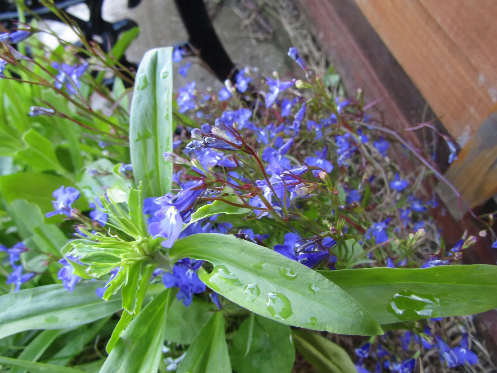 Lobelia (Lobelia Erinus) — annual / ground cover for full or half; this plant's low maintenance combined with its vibrant colors makes it an, image 192