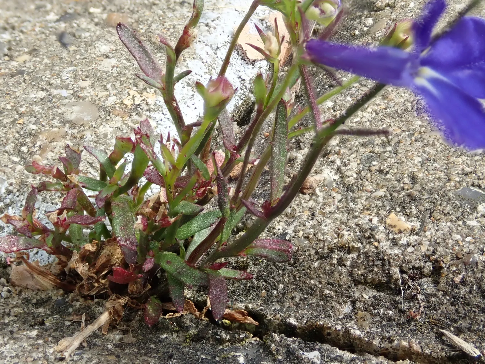 Lobelia (Lobelia Erinus) — reaching 3-6 inches in height with a spread of 6-8 inches; it presents a mounded form that works exceptionally well in, image 74