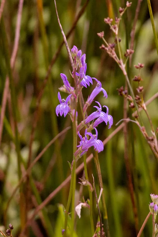 Lobelia (Lobelia Erinus) — enjoys consistent moisture; commonly referred to as Lobelia, image 77